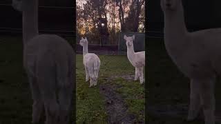 Alpaka evening alpacalove alpaca nature cute farmlife denmark [upl. by Lebatsirc]