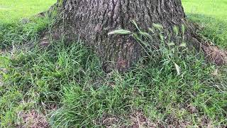 Sessile oak  base of trunk amp grass  ground litter  July 2024 [upl. by Dyan174]