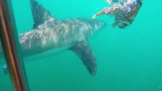 Great White Shark Dive Mossel BaySeal Island South Africa [upl. by Warp]