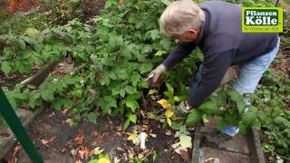 Himbeeren zurückschneiden im Herbst I PflanzenKölle [upl. by Arundell508]