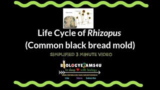 Life Cycle of Rhizopus Reproduction of Rhizopus or Common black bread mold [upl. by Aerdnaek890]