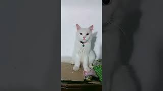 Peluk dari sini ya sayangsemoga ketemu di surga nanticat catlovers [upl. by Enytsirhc]