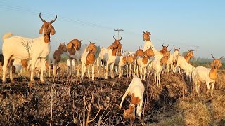 Boar Goat Tapri Breed of Sindh  Documentary [upl. by Nerin]