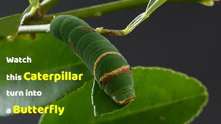 Watch this Caterpillar Turn Into A Butterfly  Papilio Demoleus  Metamorphosis  Lime swallowtail [upl. by Allesig]