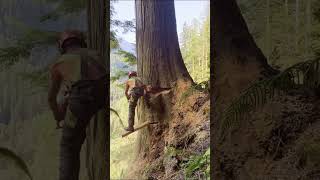 cutting down a treechainsaws hardware tools viralvideo foryou [upl. by Enomahs]