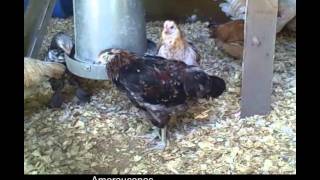 Raising Ameraucana Chickens httpwwwthebackyardchickencoopcom [upl. by Andras]