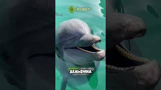 Белуха добрее дельфинов 🐬🐬 животные милыеживотные [upl. by Nwahsram]