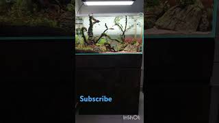 Aquarium setup in tank Idea [upl. by Ramraj]