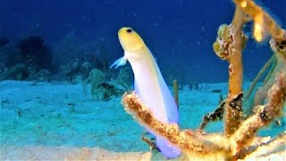 Male yellowhead jawfish are the Mr Moms of the ocean [upl. by Dorena679]