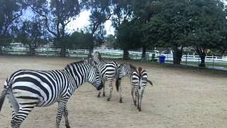 Gentle Zebras Riding Zebra [upl. by Syla]