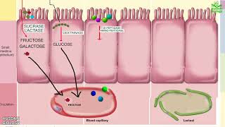 Digestion and Absorption of Carbohydrates  Proteins and Fats [upl. by Goldie]