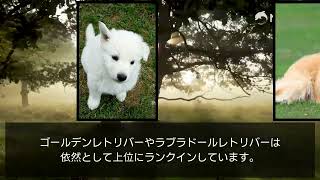 日本で一番飼われている犬種とは？ dog cute [upl. by Mireielle963]