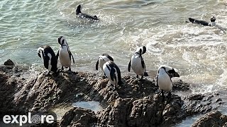 Africam Stony Point Penguin Colony Camera powered by EXPLOREorg [upl. by Aicener]