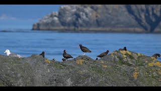 Salish Seabirds Black Oystercatchers amp Gulls Wildlife Western Washington State [upl. by Neirbo]