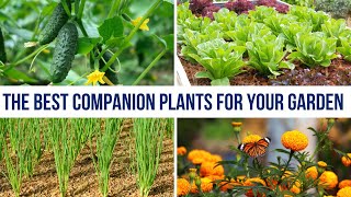 😲 Companion Planting Perfect Garden Partners [upl. by Arateehc]