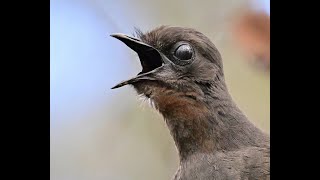 The Lyrebird’s Call [upl. by Ymmak]