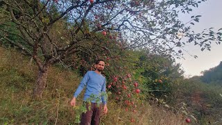 Organic Apple Picking in Nasaud Romania amp Savoring Traditional Soups Chorba de Burta Teste In First [upl. by Namzaj253]