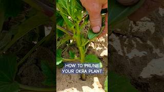 This is How to Prune Your Okra Plant [upl. by Rehtaeh]