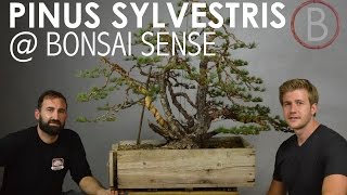 Scots Pine  Bonsai Sense [upl. by Habeh]