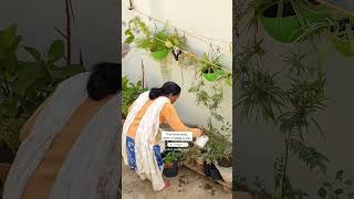 Terrace Garden Top View🌿🔥Terrace GardeningPART1✨टेरेस गार्डन टॉप व्यूashasgardenstoryshorts [upl. by Haropizt]