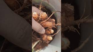 Haldi harvesting Turmeric harvest on terrace gardenshorts ytshorts [upl. by Schriever]