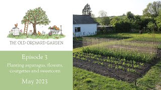 The Old Orchard Garden  Episode Three  Asparagus Sweetcorn Courgettes and Flowers  May 2023 [upl. by Adlai]