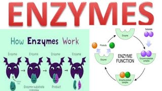 enzyme mechanism of enzyme actionlock and key amp nduced feet hypotheses bsc 5sem botanyenzyme [upl. by Yllime622]