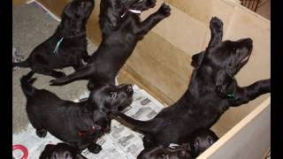 Flatcoated Retriever Mum and Puppies [upl. by Etnuahc]