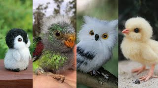 PAJAROS BEBES Los Más Lindos y Tiernos 😍 buho Aguilas Quetzal todos Bebes [upl. by Lletnahc]