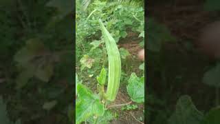 New technique for growing okra plant agriculture farming plants okra cropfarming [upl. by Eirbua]