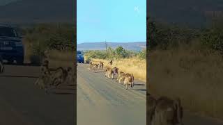 Baboons vs Leopard A Fierce Battle on the Roadside [upl. by Hareehat]