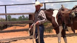 How to lunge a horse in a bitting rig [upl. by Ainitsirk]