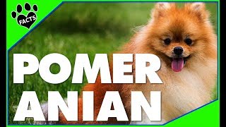 Top 10 Facts About Pomeranians  Dogs 101 [upl. by Stoneham]