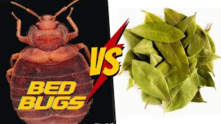 How to use Bay Leaves for Bed bugs [upl. by Aicrag]