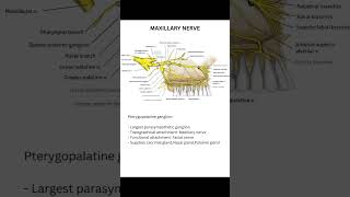 Maxillary nerve day24 [upl. by Alahcim654]