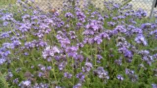 Phacelia Ein Bienenparadies [upl. by Kenley480]