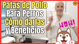 🔴 PATAS DE POLLO PARA PERROS COMO DARLAS Y BENEFICIOS 🔴 [upl. by Dyraj446]