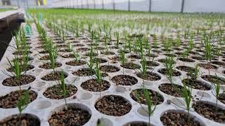 Lodgepole Pine seedlings emerging at Tree Time Greenhouse [upl. by Neelia]