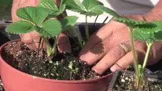 How to Transplant Potted Plants Properly  Planting Tips [upl. by Verla944]