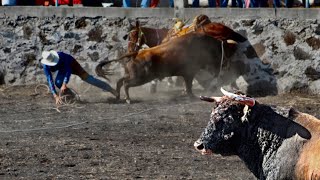 SE ESCAPÓ EL TORO Y CAUSÓ UNA TRAGEDIA JARIPEYAZO EN LA ESQUINA [upl. by Leatri]