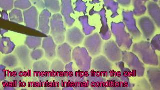 Marchand Biology  Plasmolysis in Red Onion Techno [upl. by Kamin]