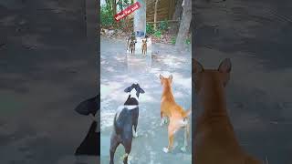 Dog 🐕😂 cute intertainment shortsfeed shorts short [upl. by Oberg]