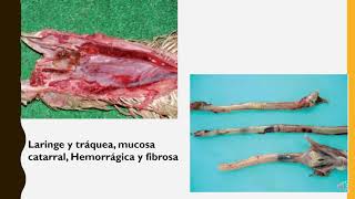 LARINGOTRAQUEITIS INFECCIOSA AVIAR [upl. by Fryd]