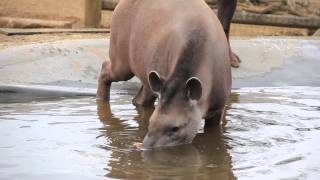 Happy World Tapir Day [upl. by Rainwater269]