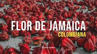 Así se cultiva la FLOR DE JAMAICA  Conoce sus grandes beneficios 🌺 [upl. by Refinnaej671]