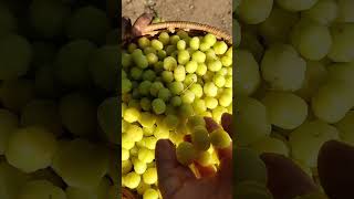 Gooseberry harvest at farm☺️🌧️ To order our farm fresh products kindly click wwworganicfarmerstore [upl. by Neoma180]