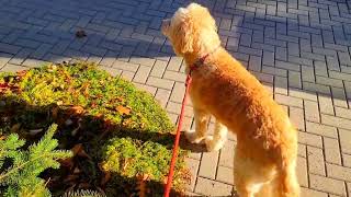 FALL DOG WALK ❤️ [upl. by Lizzie625]