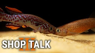 Shop Talk 3  New Fish and the Joys of Trying Too Hard [upl. by Nealey]