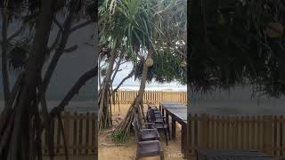 citrus waskaduwa hotel travel srilanka hotel beach citrus citruswaskaduwa trending viral [upl. by Aym]