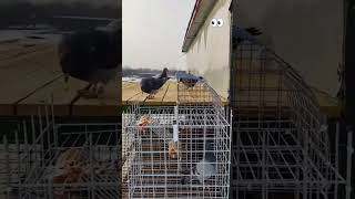 Pigeon 😱pigeon kabootar youtubeshorts shortsfeed ytshorts trending [upl. by Lemcke313]